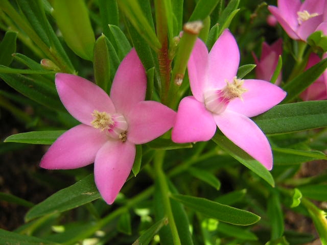 サザンクロス Crowea の特徴と花言葉 四季の花たち