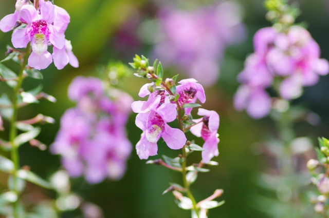 アンゲロニア Angelonia の特徴と花言葉 四季の花たち
