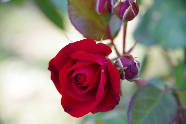 薔薇 Rose の特徴と花言葉 四季の花たち