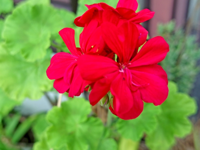 ゼラニウム Geranium の特徴と花言葉 四季の花たち