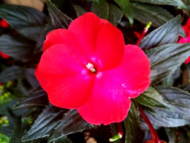 ニューギニアインパチェンスの赤い花