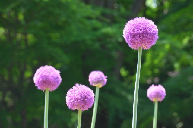 アリウム Allium の特徴と花言葉 四季の花たち