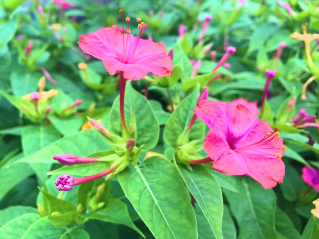 オシロイバナ Mirabilis Jalapa の特徴と花言葉 四季の花たち