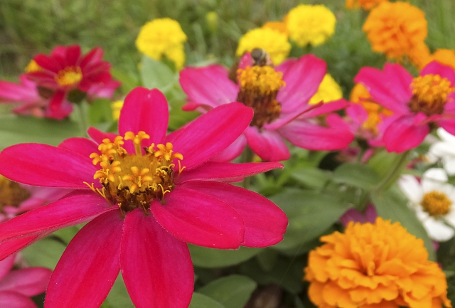 ジニア 百日草 Zinnia の特徴と花言葉 四季の花たち