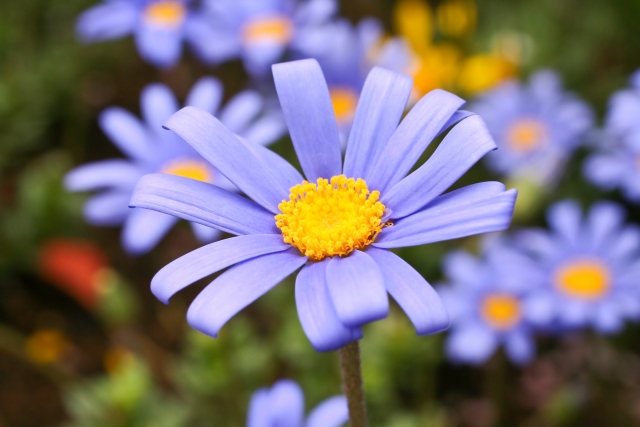 ブルーデージー Blue Daisy の特徴と花言葉 四季の花たち