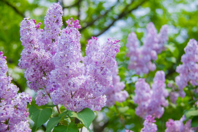 ライラック Lilac の特徴と花言葉 四季の花たち