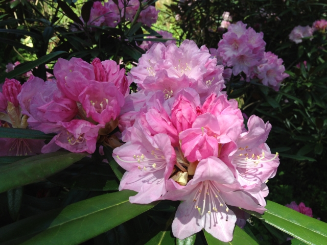 シャクナゲ 石楠花 の特徴と花言葉 四季の花たち