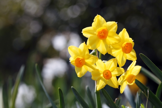 スイセン Narcissus 水仙 の特徴と花言葉 四季の花たち