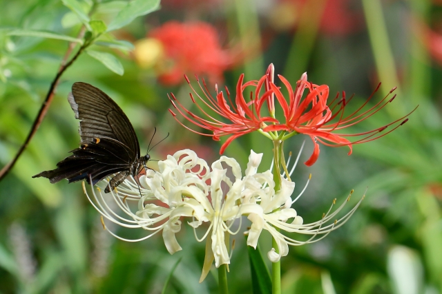 赤白の彼岸花と黒蝶