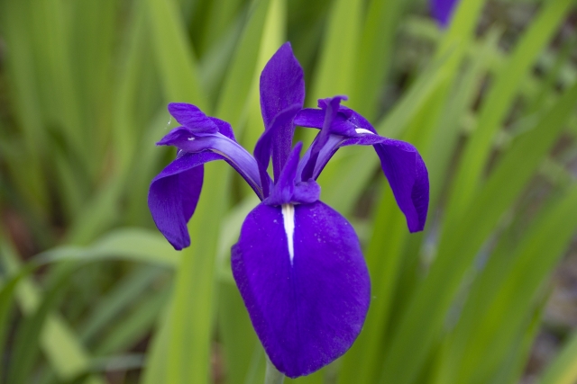 カキツバタ Rabbit Ear Iris の特徴と花言葉 四季の花たち