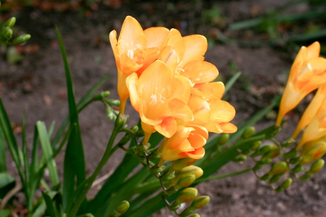 フリージア Freesia の特徴と花言葉 四季の花たち