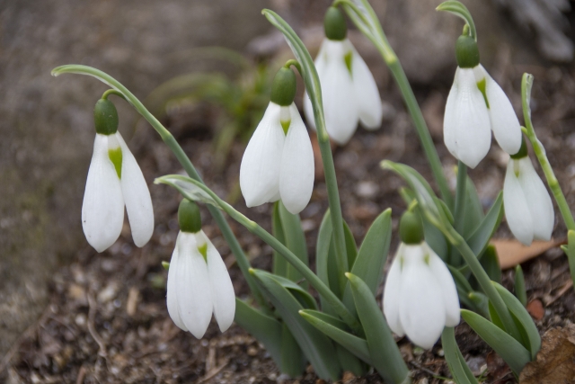 スノードロップ Snow Drop の特徴と花言葉 四季の花たち