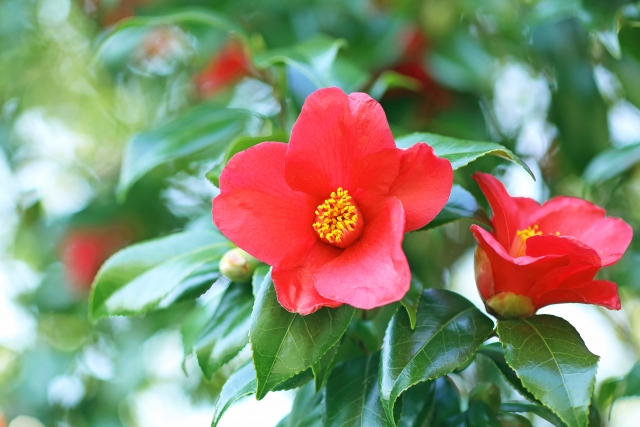 赤いツバキの花