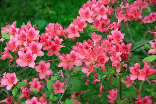 アザレア Azalea の特徴と育て方 花言葉 誕生花 四季の花たち