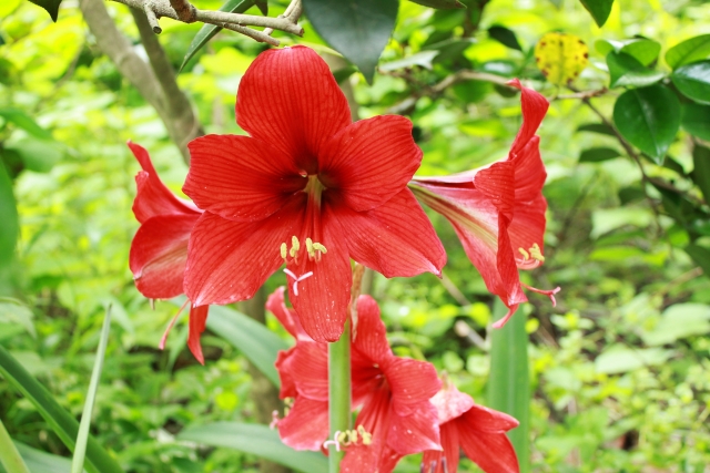 アマリリス Amaryllis の特徴と花言葉 四季の花たち