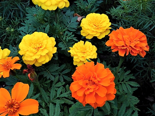 マリーゴールド Marigold の特徴と育て方 花言葉と由来 四季の花たち
