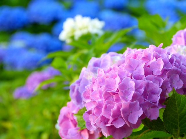 アジサイ Hydrangea の特徴と花言葉 誕生花 四季の花たち