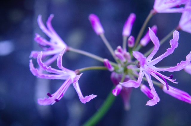 ネリネ Nerine の特徴と花言葉 誕生花 四季の花たち