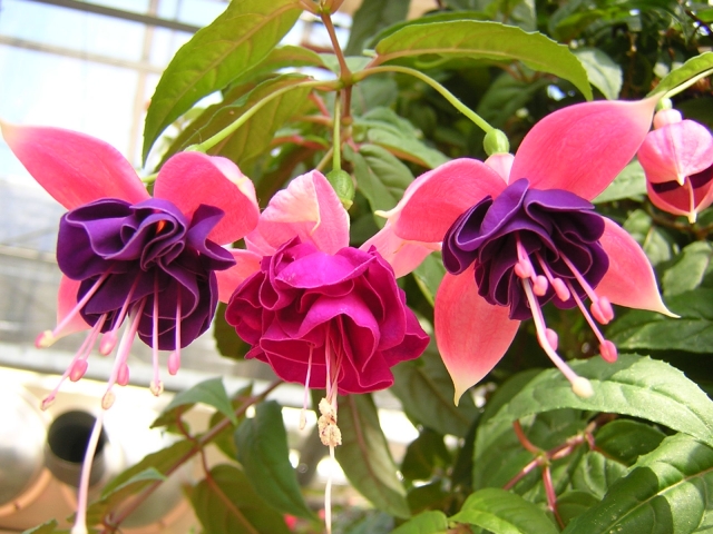 フクシア Fuchsia の特徴と育て方や花言葉 四季の花たち