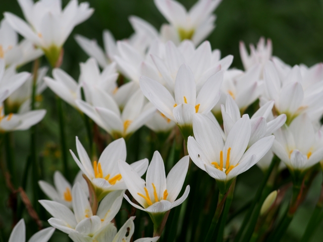 タマスダレ 玉簾 ゼフィランサス Rain Lily の特徴と育て方 名前の由来と花言葉 誕生花