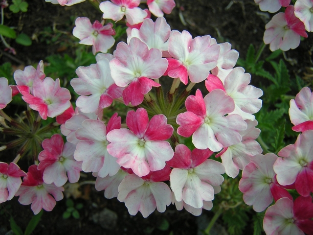 バーベナ Verbena の特徴と育て方や花言葉 四季の花たち
