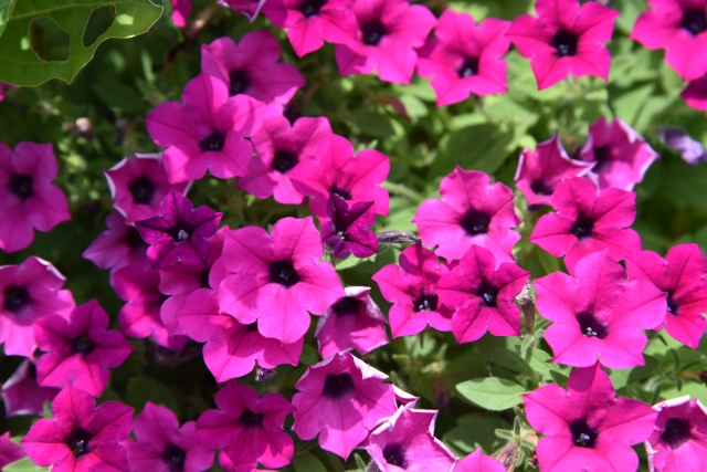 ペチュニア Petunia の特徴と育て方や花言葉 四季の花たち