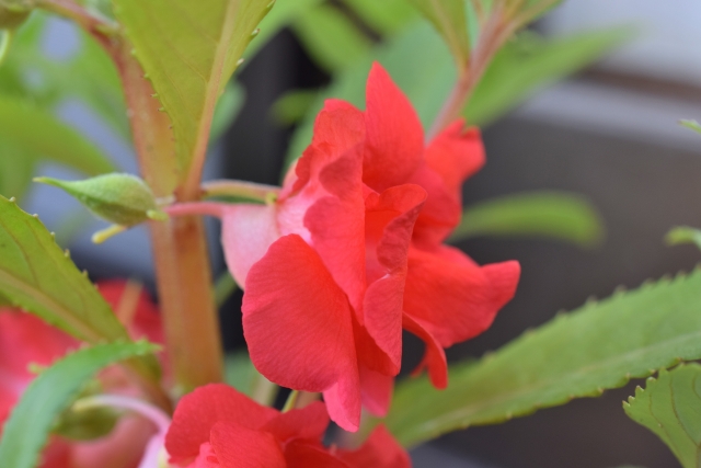 ホウセンカ 鳳仙花 Balsam の特徴と育て方や花言葉 四季の花たち