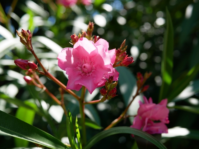 キョウチクトウ 夾竹桃 Oleander の特徴と育て方や花言葉 誕生花 四季の花たち