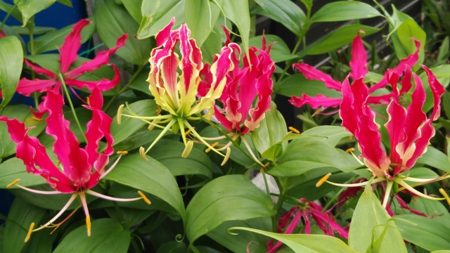 エキゾチックな花グロリオサ Gloriosa の特徴と育て方や花言葉 誕生花 四季の花たち