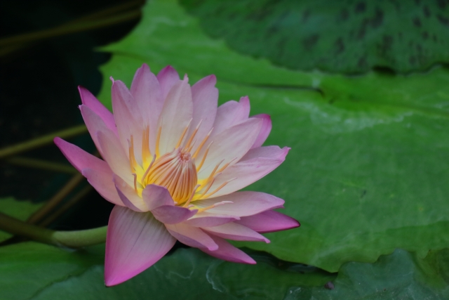 スイレン 睡蓮 Water Lily の特徴と育て方や花言葉 誕生花 四季の花たち