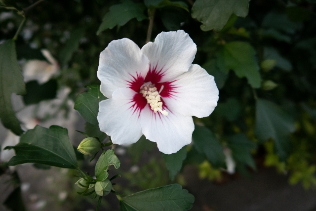 ムクゲ 木槿 Rose Of Sharon の特徴と育て方や花言葉 誕生花 四季の花たち