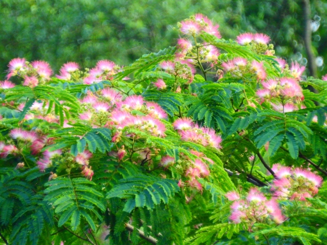 ネムノキ 合歓木 Silk Tree の特徴と育て方や花言葉 誕生花 四季の花たち