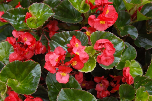 ベゴニア Begonia の特徴と育て方や花言葉 誕生花 四季の花たち