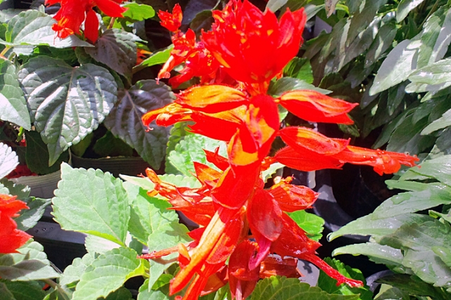真っ赤なサルビアの花