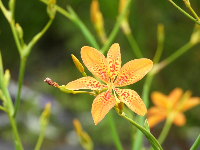 ヒオウギ 檜扇 Blackberry Lily の特徴と育て方や花言葉 四季の花たち