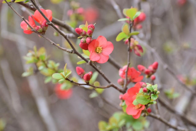 ボケ 木瓜 Chaenomeles Speciosa の特徴と育て方や花言葉 四季の花たち