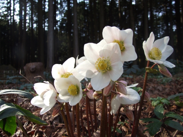 クリスマスローズ Helleborus の特徴と育て方や花言葉 四季の花たち