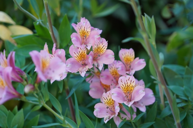エキゾチックで華やかなアルストロメリア Alstroemeria の特徴と育て方や花言葉 四季の花たち