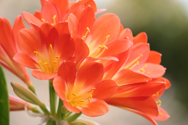高貴な花クンシラン 君子蘭 Clivia の特徴と育て方や花言葉 四季の花たち