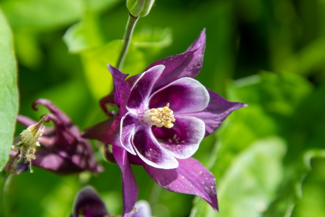 紫の花をつけるアクイレギア