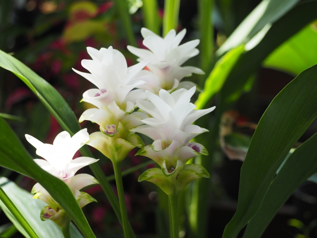 トロピカルで清楚なクルクマ ウコン Curcuma の特徴と育て方や花言葉 誕生花