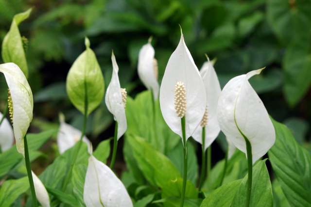 涼し気なスパティフィラム 笹団扇 Spathiphyllum の特徴と育て方 花名の由来と花言葉 誕生花