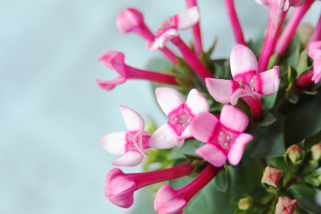 ブバルディア ブバリア Bouvardia の特徴と育て方や花言葉 誕生花