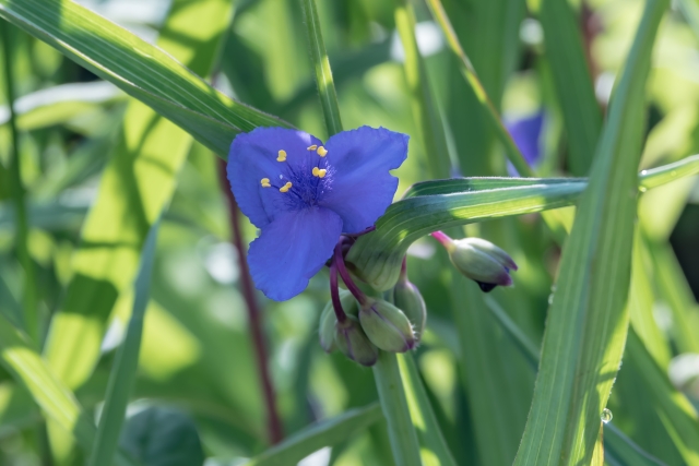 ムラサキツユクサ 紫露草 Spiderwort の特徴と育て方や花名の由来 花言葉 誕生花