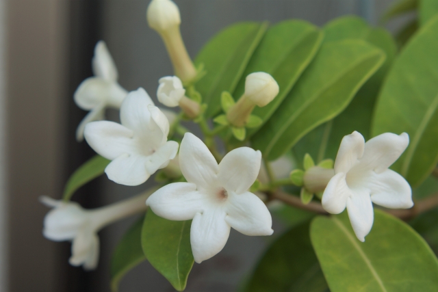 マダガスカルジャスミンの特徴と育て方や花言葉