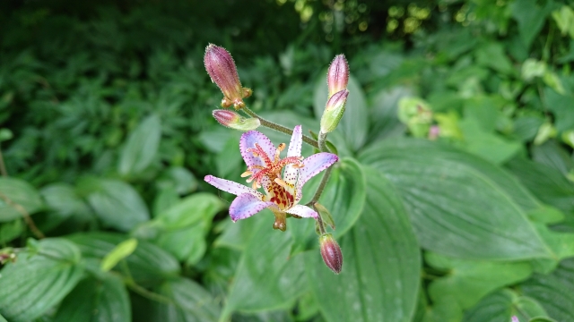 風情ある山野草 ホトトギス 杜鵑草 Toad Lily の特徴と育て方や花言葉 誕生花