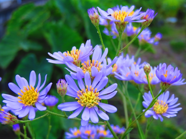 シオン（紫苑）の特徴と育て方や花言葉 誕生花
