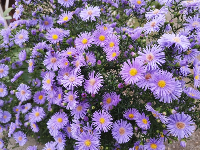 ユウゼンギク（友禅菊 宿根アスター）の特徴と育て方や花名の由来 花言葉と誕生花