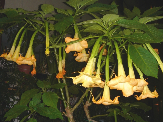 ダチュラの特徴と育て方！花言葉や誕生花