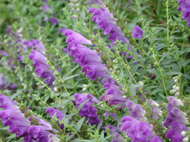 スクテラリアの特徴と育て方 花名の由来と花言葉 誕生花